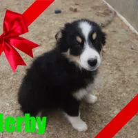 herby, a male Australian Shepherd for sale in Jasper, AR – Photo 6 of 9