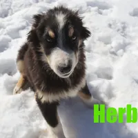 herby, a male Australian Shepherd for sale in Jasper, AR – Photo 3 of 9