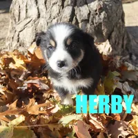 herby, a male Australian Shepherd for sale in Jasper, AR – Photo 8 of 9