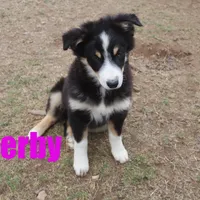 herby, a male Australian Shepherd for sale in Jasper, AR – Photo 4 of 9