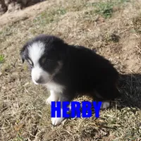 herby, a male Australian Shepherd for sale in Jasper, AR – Photo 9 of 9