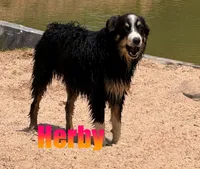 herby, a male Australian Shepherd for sale in Jasper, AR – 1 of 10