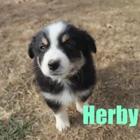 herby, a male Australian Shepherd for sale in Jasper, AR – Photo 7 of 9