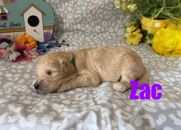 Zac – English Goldendoodle puppy for sale in Jasper, AR