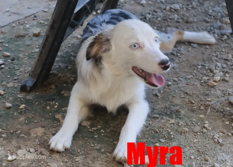 Myra – Miniature Australian Shepherd puppy for sale in Jasper, AR