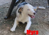 Myra, a female Miniature Australian Shepherd for sale in Jasper, AR – 1 of 10