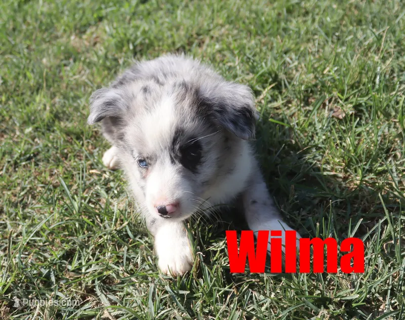Wilma – Miniature Australian Shepherd puppy for sale in Jasper, AR