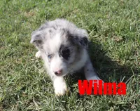 Wilma, a female Miniature Australian Shepherd for sale in Jasper, AR – 2 of 5