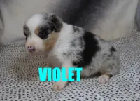 Violet, a female Australian Shepherd for sale in Jasper, AR – 6 of 8