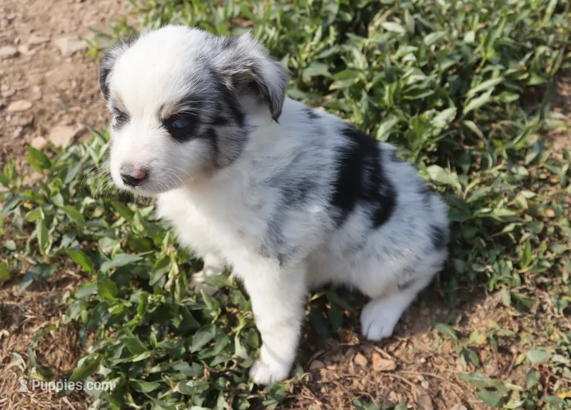Trixie – Miniature Australian Shepherd puppy for sale in Jasper, AR