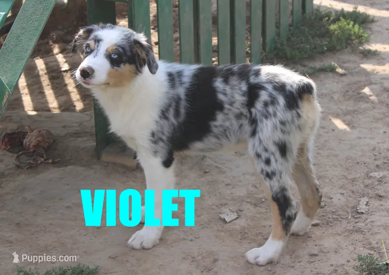 Violet – Australian Shepherd puppy for sale in Jasper, AR