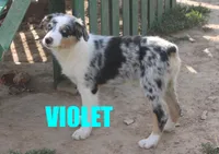 Violet, a female Australian Shepherd for sale in Jasper, AR – 1 of 10