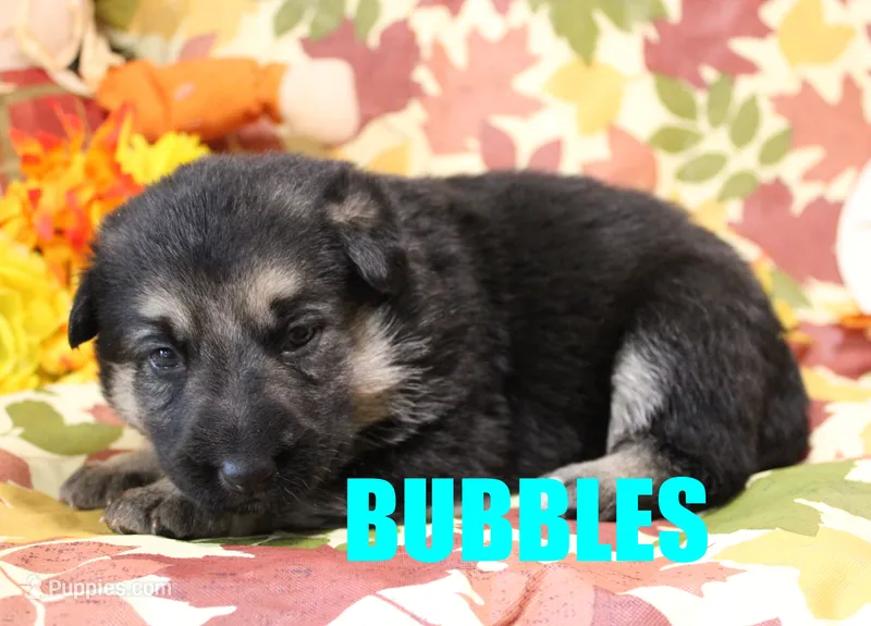 Bubbles – German Shepherd Dog puppy for sale in Jasper, AR