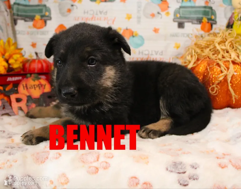 Bennit – German Shepherd Dog puppy for sale in Jasper, AR