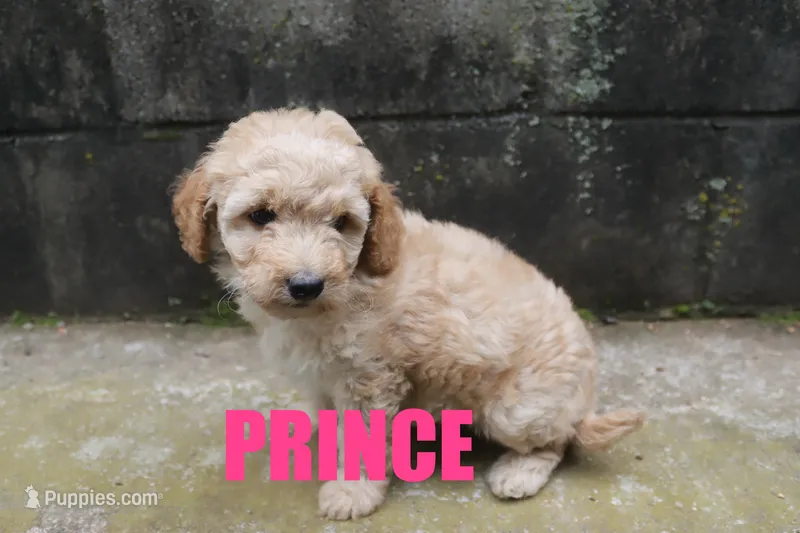 Prince – Poodle - Miniature  puppy for sale in Jasper, AR
