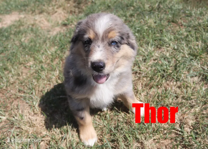Thor – Miniature Australian Shepherd puppy for sale in Jasper, AR