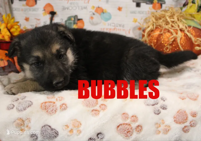 Bubbles – German Shepherd Dog puppy for sale in Jasper, AR