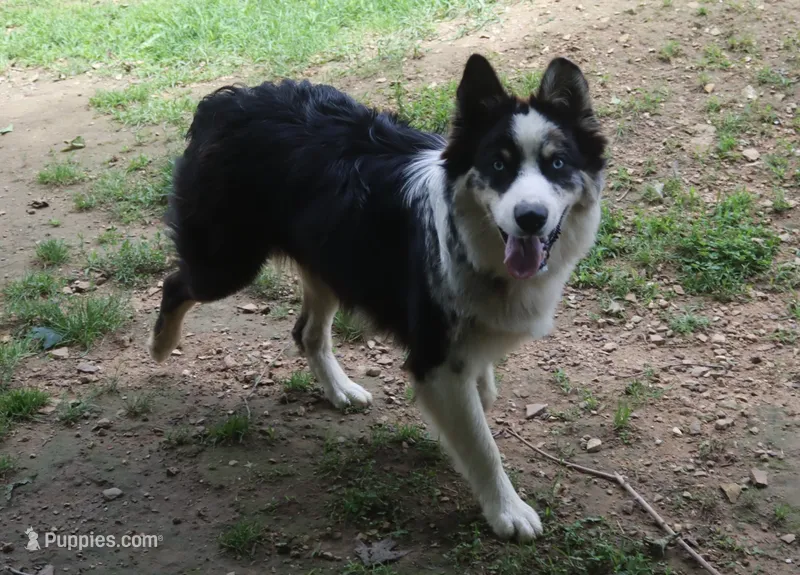 Hank – Australian Shepherd puppy for sale in Jasper, AR
