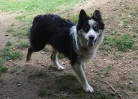 Hank, a male Australian Shepherd for sale in Jasper, AR – 1 of 3