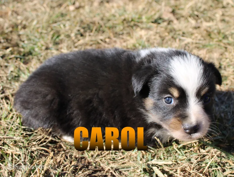 Carol – Australian Shepherd puppy for sale in Jasper, AR