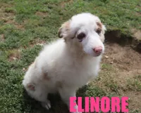 Elinore, a female Australian Shepherd for sale in Jasper, AR – 2 of 10
