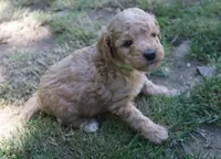 Pam, a female Poodle - Miniature  for sale in Jasper, AR – 2 of 3
