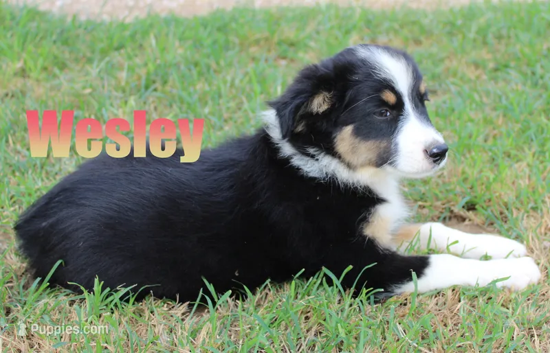 Teddy – Miniature Australian Shepherd puppy for sale in Jasper, AR