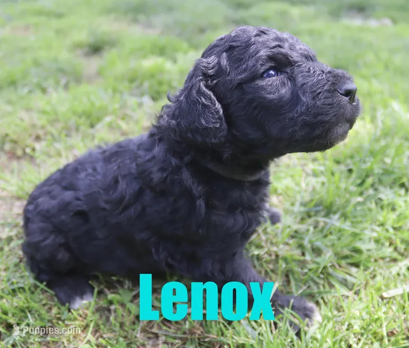 Lenox – Poodle - Standard  puppy on hold in Jasper, AR