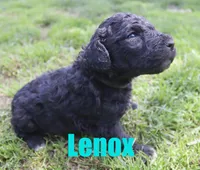Lenox, a male Poodle - Standard  for sale in Jasper, AR – 3 of 5