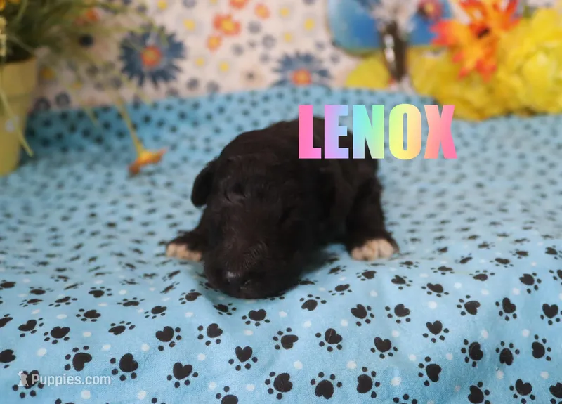 Lenox – Poodle - Standard  puppy for sale in Jasper, AR