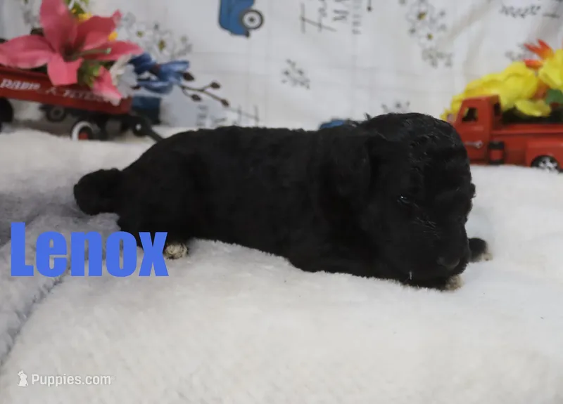 Lenox – Poodle - Standard  puppy for sale in Jasper, AR