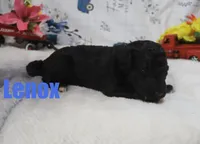 Lenox, a male Poodle - Standard  for sale in Jasper, AR – 4 of 5