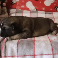 Winnie, a female Australian Shepherd and German Shepherd Dog for sale in Jasper, AR – Photo 9 of 9