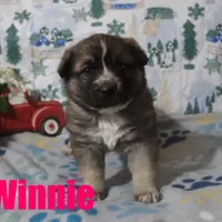 Winnie, a female Australian Shepherd and German Shepherd Dog for sale in Jasper, AR – Photo 6 of 9