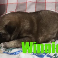 Winnie, a female Australian Shepherd and German Shepherd Dog for sale in Jasper, AR – Photo 7 of 9