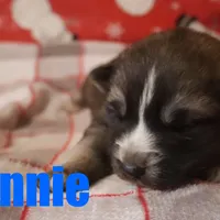 Winnie, a female Australian Shepherd and German Shepherd Dog for sale in Jasper, AR – Photo 8 of 9