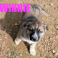 Winnie, a female Australian Shepherd and German Shepherd Dog for sale in Jasper, AR – Photo 2 of 9