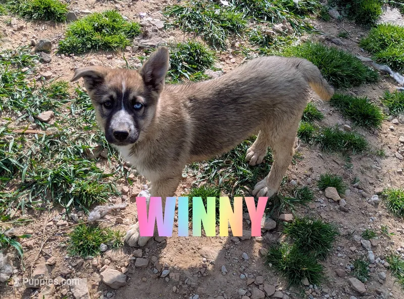 Winnie – Australian Shepherd, German Shepherd Dog puppy for sale in Jasper, AR