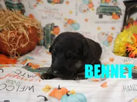 Bennit, a male German Shepherd Dog for sale in Jasper, AR – 1 of 1