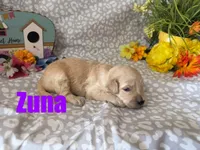 Zuna, a male English Goldendoodle for sale in Jasper, AR – 1 of 1