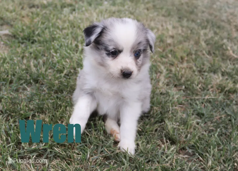 Wren – Miniature Australian Shepherd puppy for sale in Jasper, AR