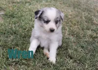 Wren, a female Miniature Australian Shepherd for sale in Jasper, AR – 3 of 5