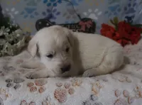 Viva, a female German Shepherd Dog and Golden Retriever for sale in Jasper, AR – Photo 7 of 8