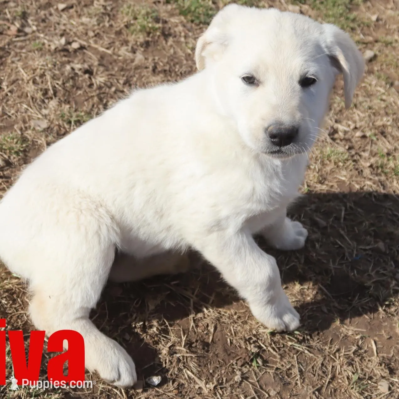 Viva, a female German Shepherd Dog and Golden Retriever for sale in Jasper, AR – Photo 2 of 8
