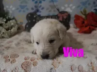 Viva, a female German Shepherd Dog and Golden Retriever for sale in Jasper, AR – Photo 6 of 8