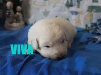 Viva, a female German Shepherd Dog and Golden Retriever for sale in Jasper, AR – Photo 8 of 8