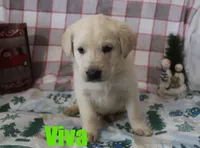 Viva, a female German Shepherd Dog and Golden Retriever for sale in Jasper, AR – Photo 4 of 8