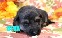 Deva, a female German Shepherd Dog for sale in Jasper, AR – 1 of 1