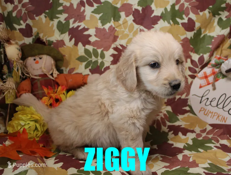 Ziggy – Goldendoodle puppy for sale in Jasper, AR