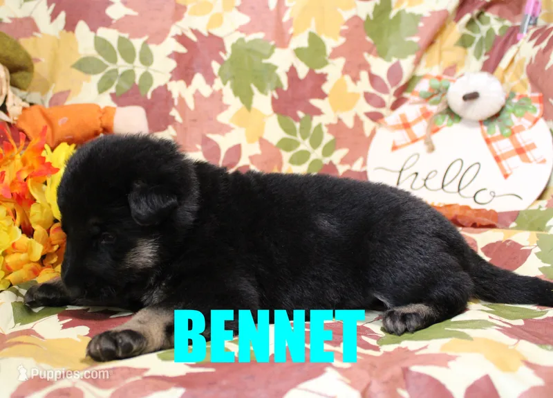 Bennit – German Shepherd Dog puppy for sale in Jasper, AR